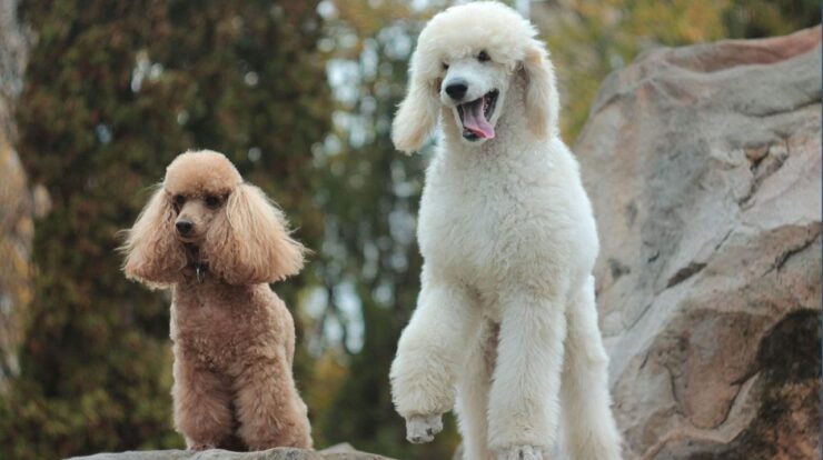 Poodle meaning